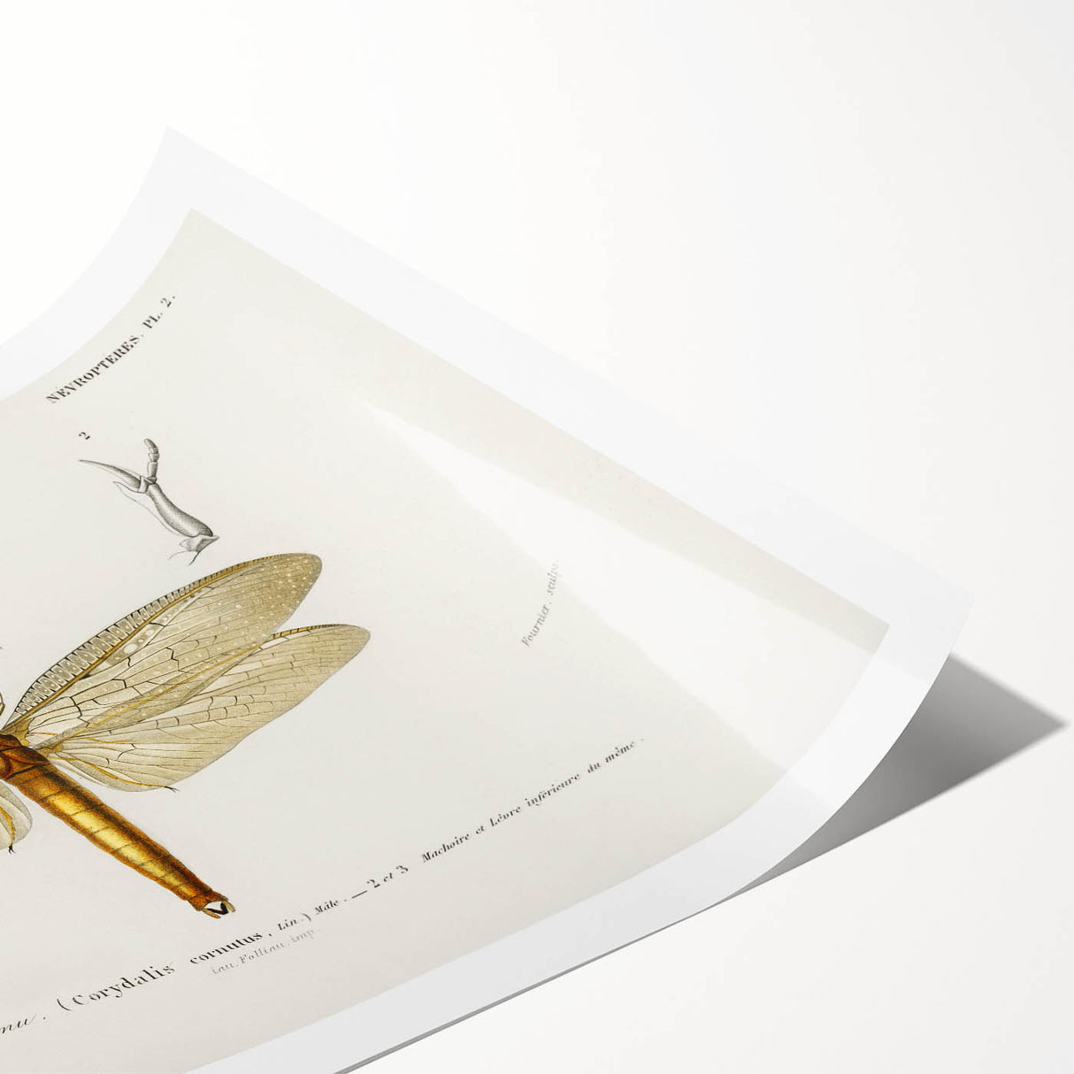 Romanticism Art Print: Eastern Dobsonfly Illustration by D'Orbigny