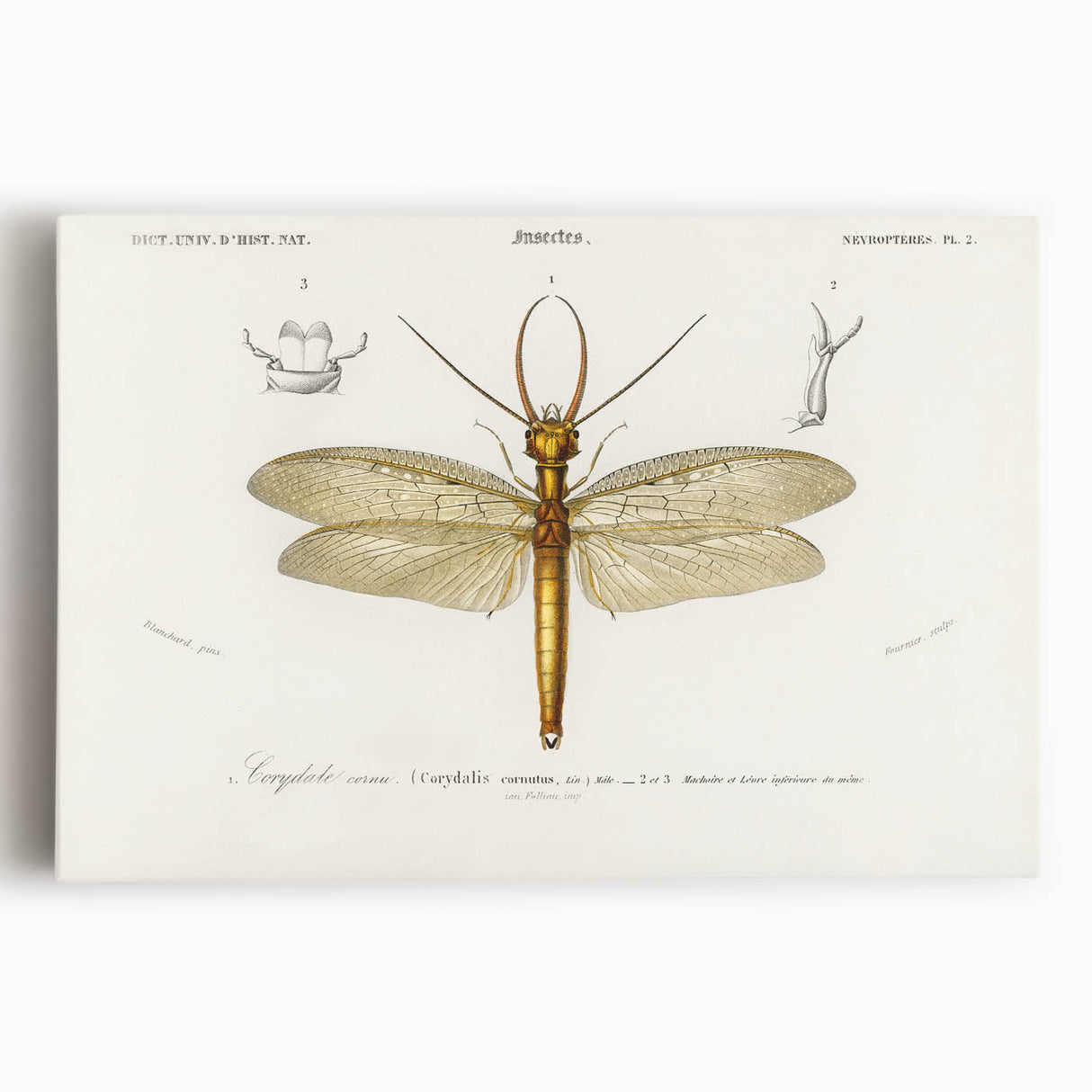 Romanticism Art Print: Eastern Dobsonfly Illustration by D'Orbigny