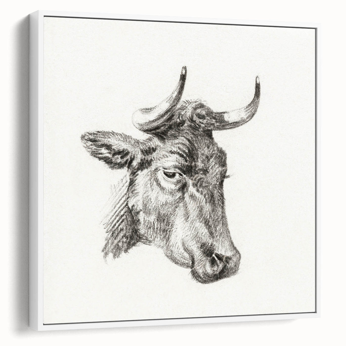 Romanticism Art Print: Head of a Cow - Timeless Sketch by Jean Bernard