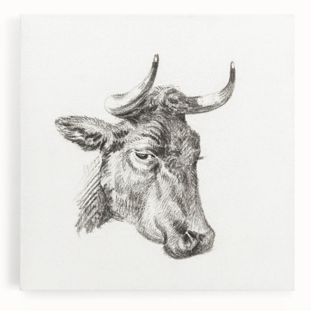 Romanticism Art Print: Head of a Cow - Timeless Sketch by Jean Bernard