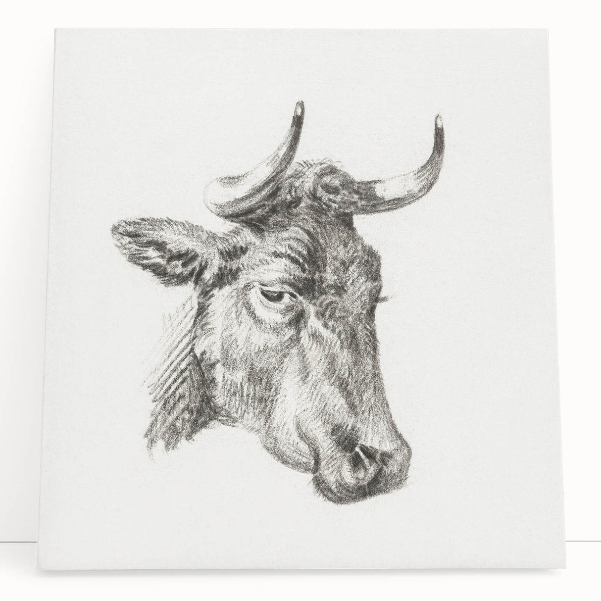 Romanticism Art Print: Head of a Cow - Timeless Sketch by Jean Bernard