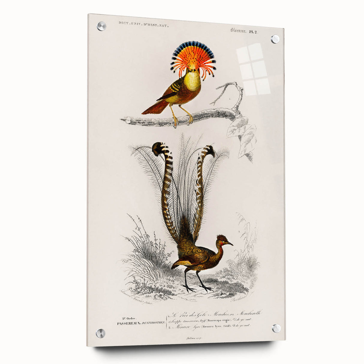 Romanticism Art: Ornate Bird Illustration - Historical Canvas Print