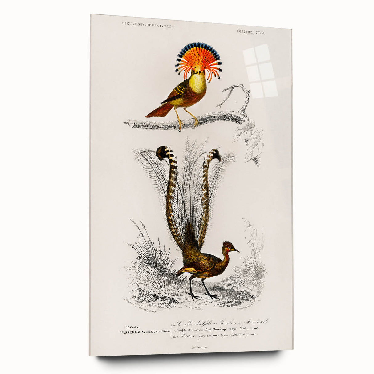 Romanticism Art: Ornate Bird Illustration - Historical Canvas Print