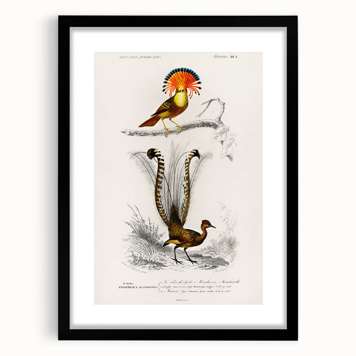 Romanticism Art: Ornate Bird Illustration - Historical Canvas Print