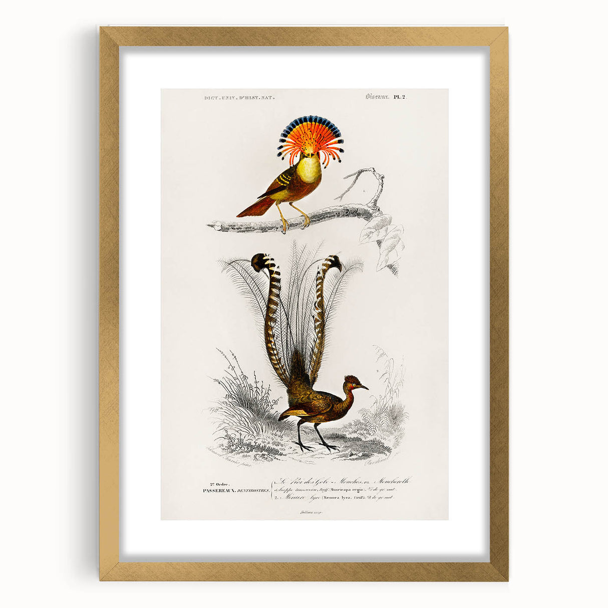 Romanticism Art: Ornate Bird Illustration - Historical Canvas Print