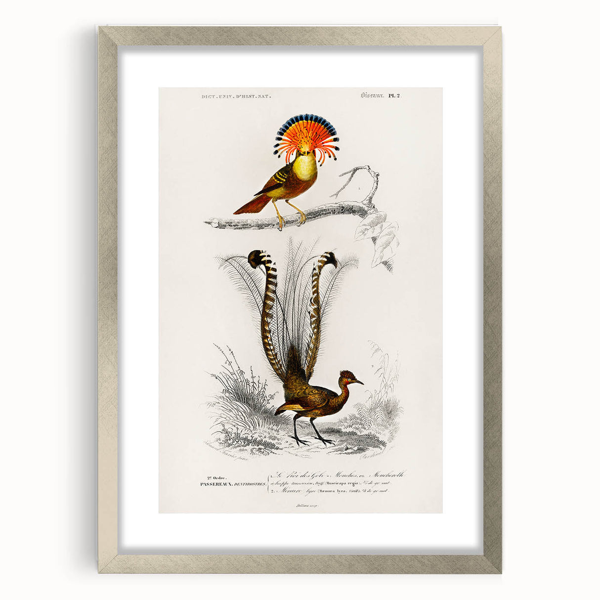 Romanticism Art: Ornate Bird Illustration - Historical Canvas Print