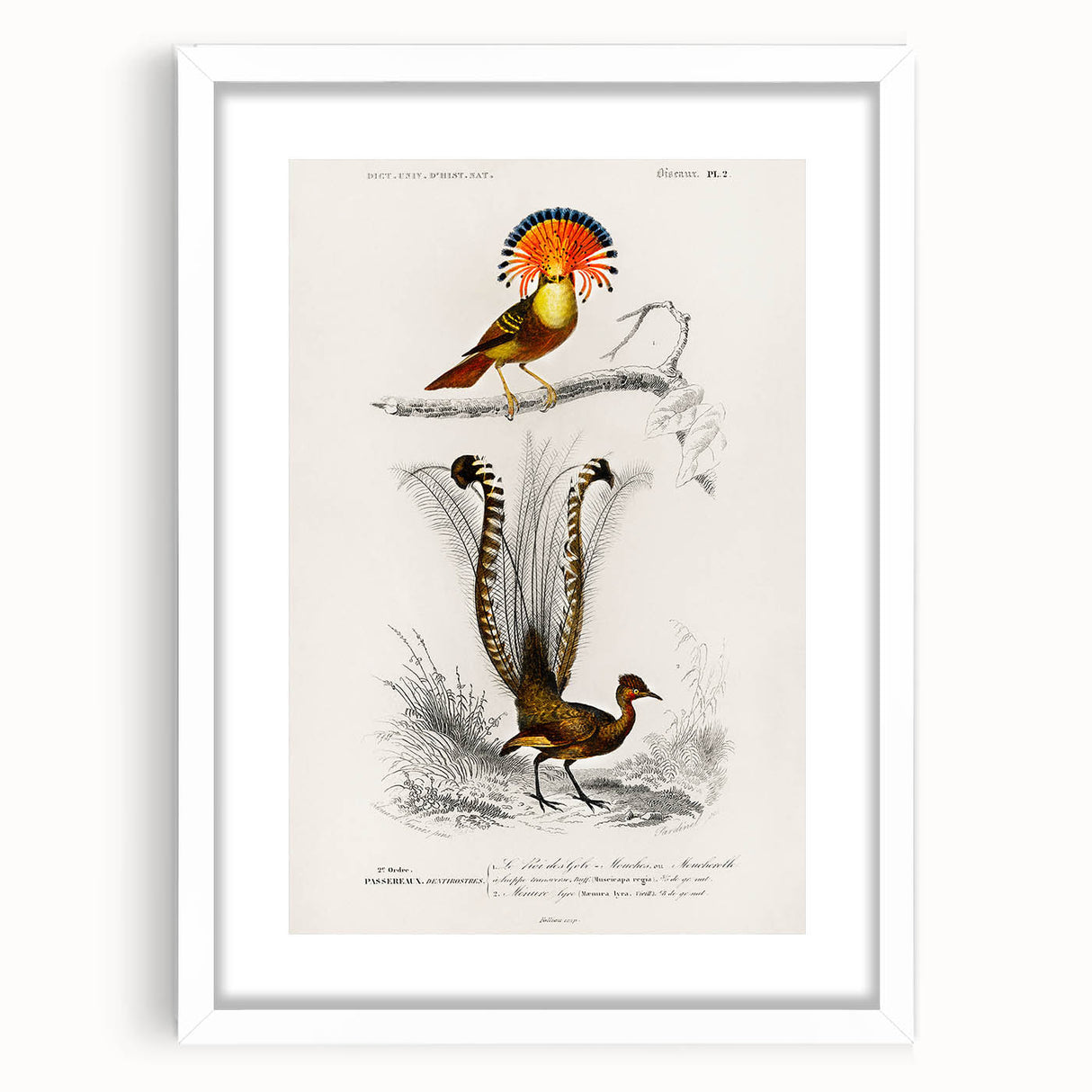 Romanticism Art: Ornate Bird Illustration - Historical Canvas Print