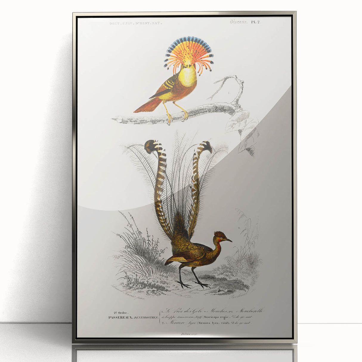 Romanticism Art: Ornate Bird Illustration - Historical Canvas Print