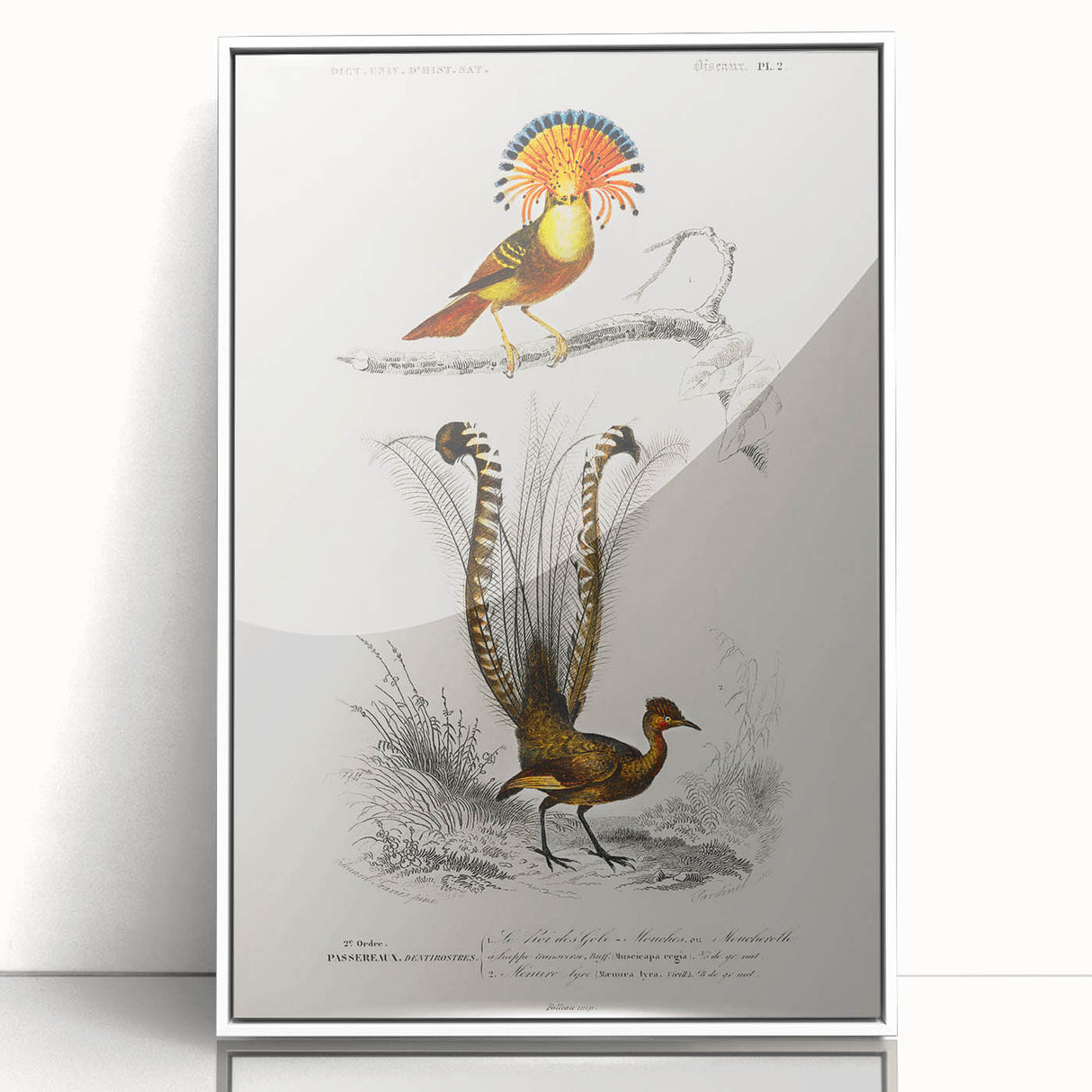 Romanticism Art: Ornate Bird Illustration - Historical Canvas Print