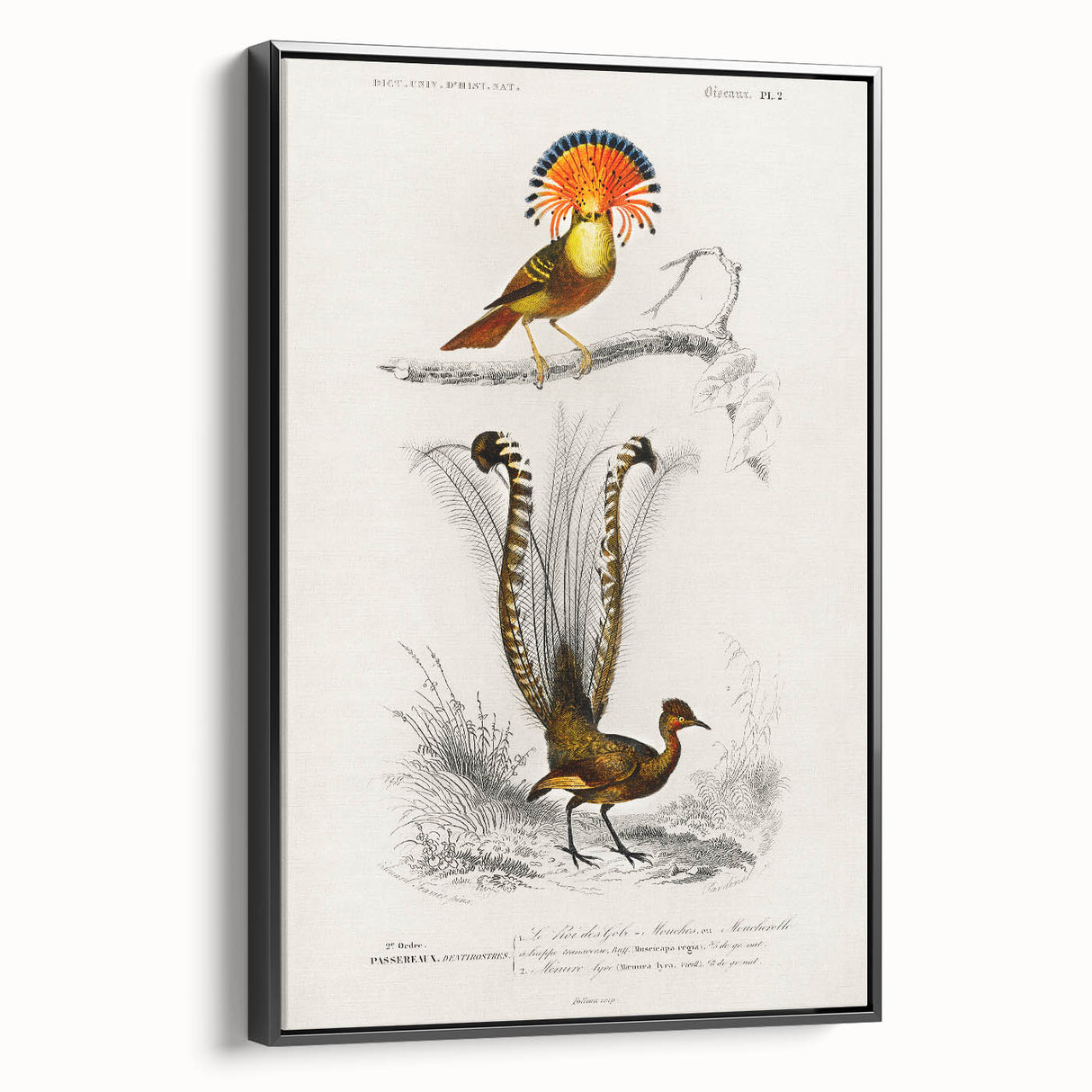 Romanticism Art: Ornate Bird Illustration - Historical Canvas Print