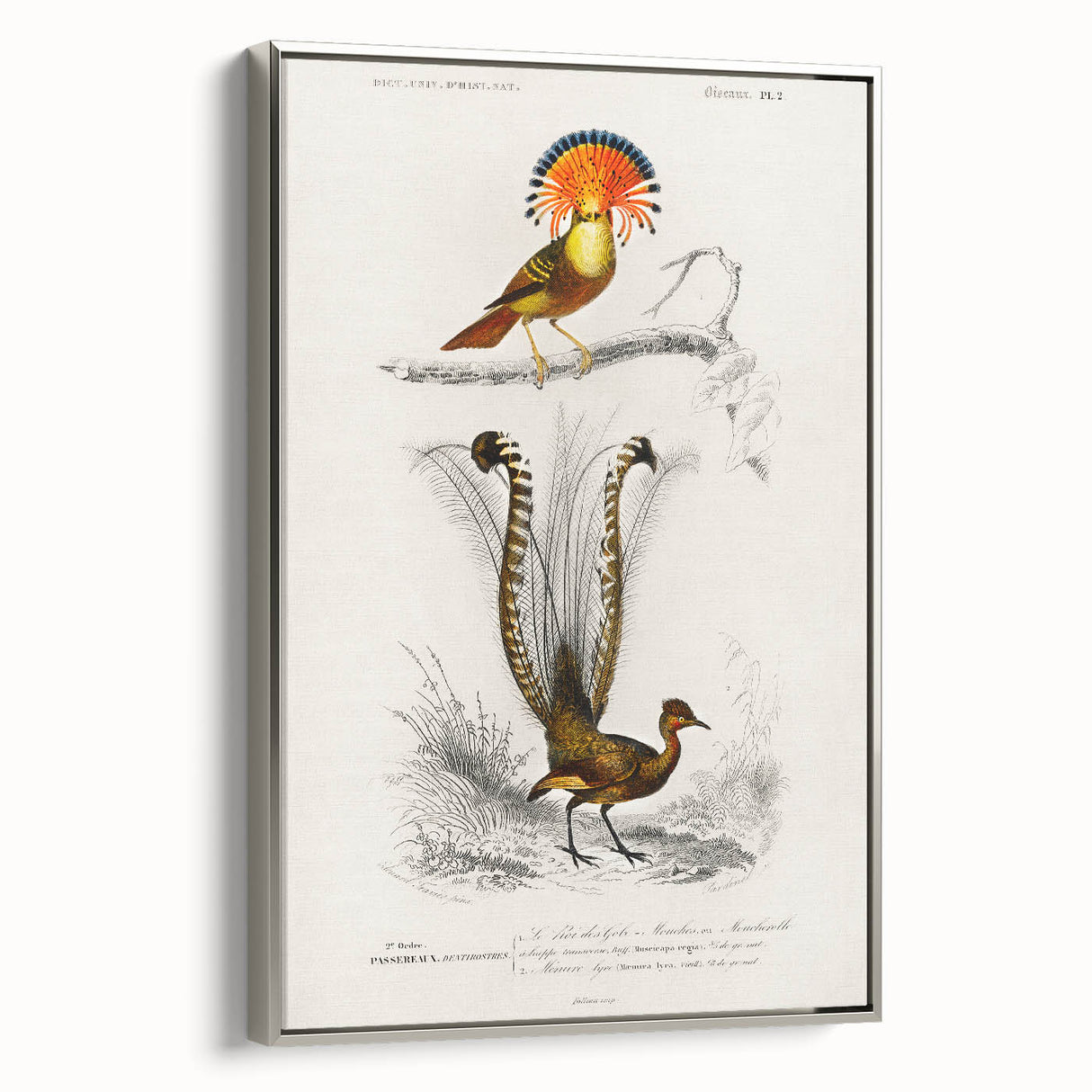 Romanticism Art: Ornate Bird Illustration - Historical Canvas Print