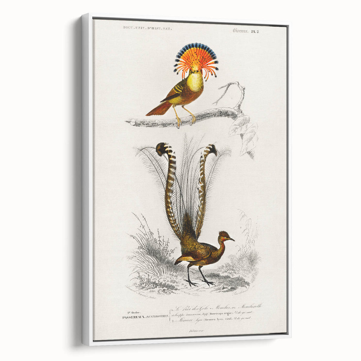 Romanticism Art: Ornate Bird Illustration - Historical Canvas Print