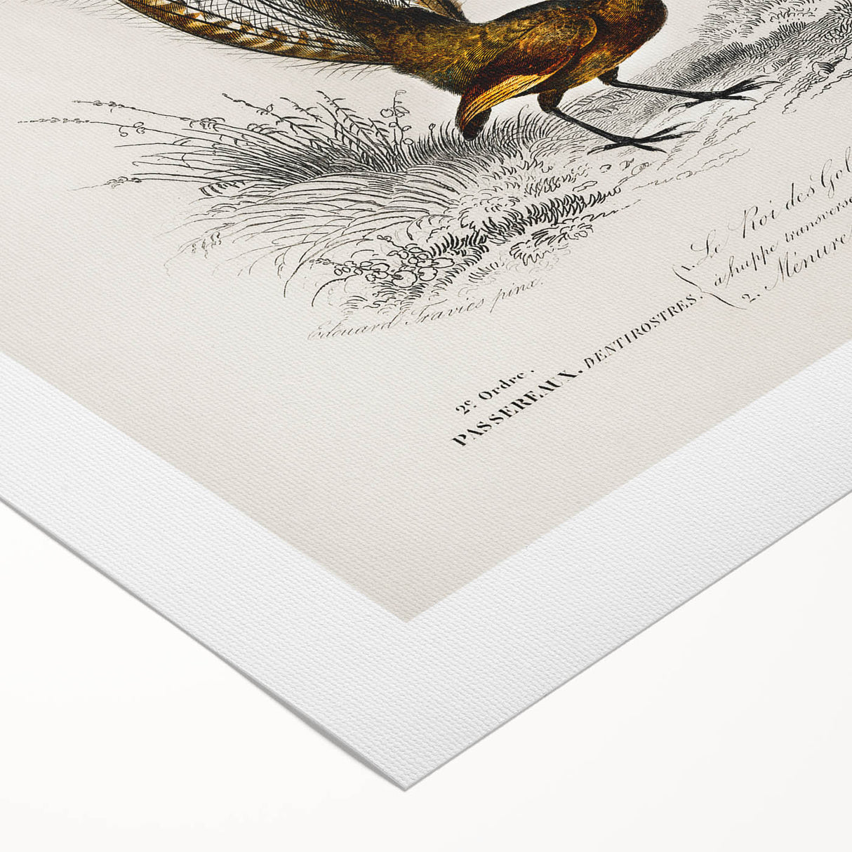 Romanticism Art: Ornate Bird Illustration - Historical Canvas Print