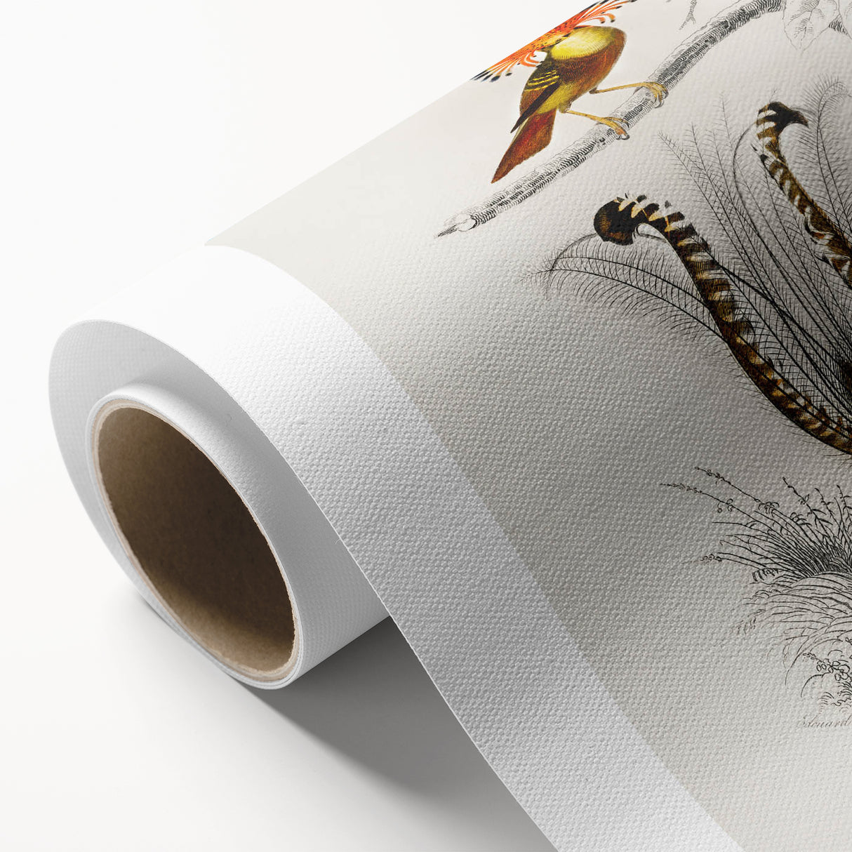 Romanticism Art: Ornate Bird Illustration - Historical Canvas Print