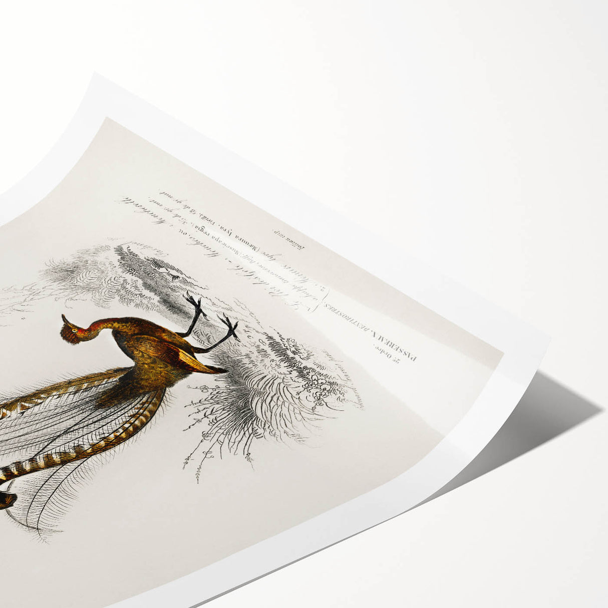 Romanticism Art: Ornate Bird Illustration - Historical Canvas Print