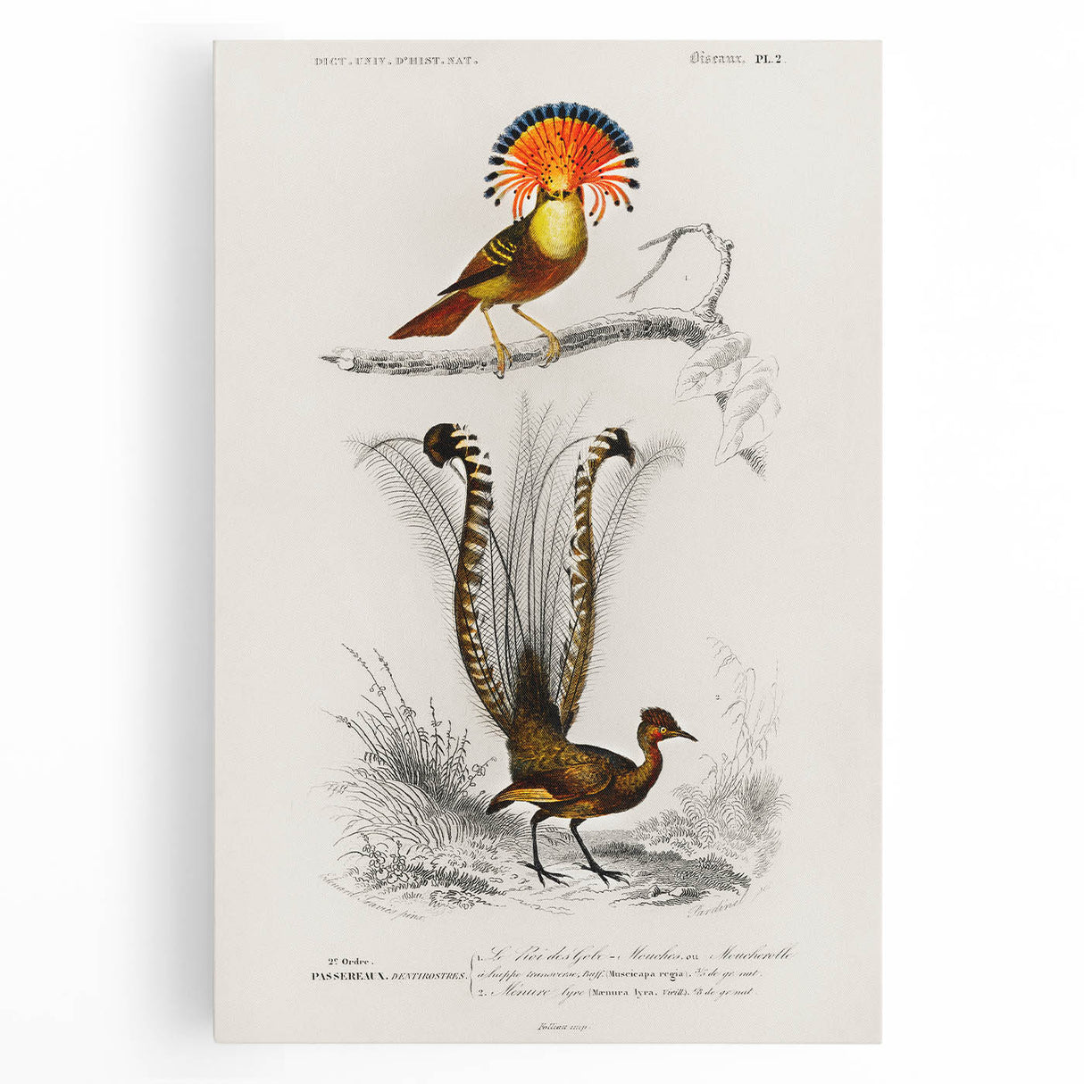 Romanticism Art: Ornate Bird Illustration - Historical Canvas Print