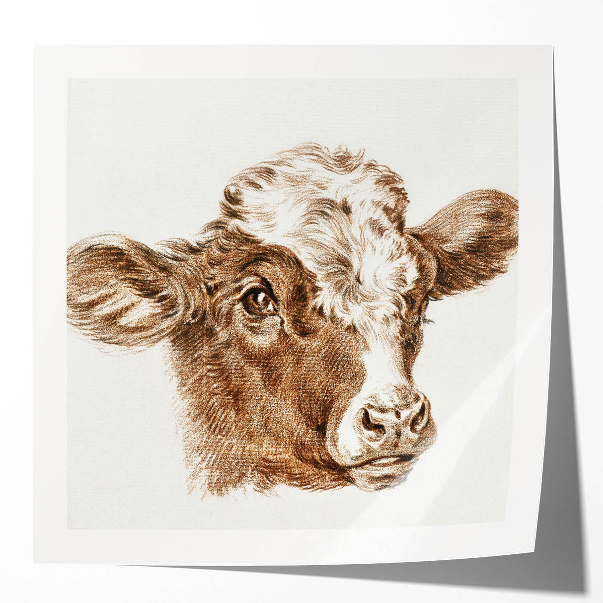 Romanticism Art: Head of a Cow - Historical Animal Sketch Canvas Print
