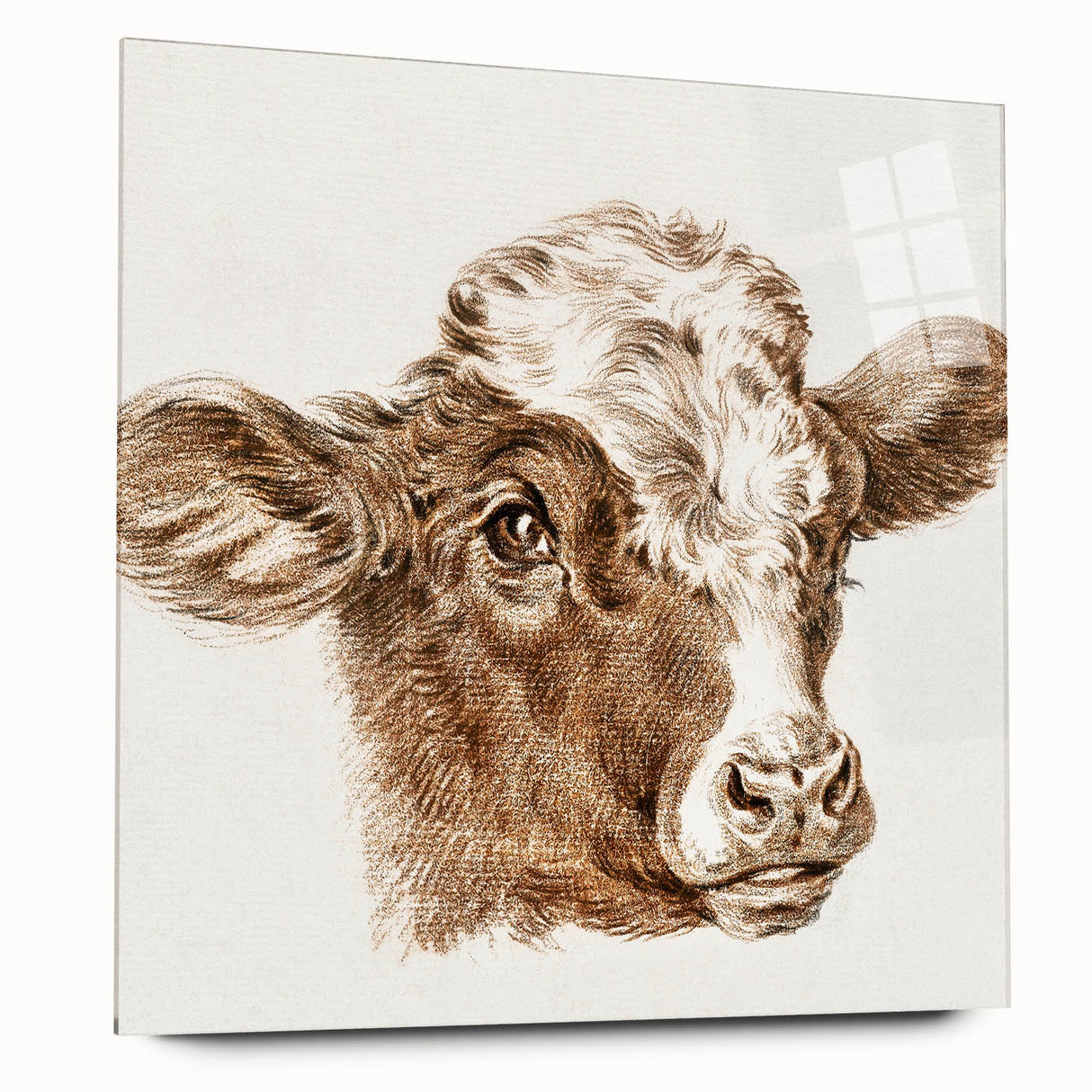 Romanticism Art: Head of a Cow - Historical Animal Sketch Canvas Print