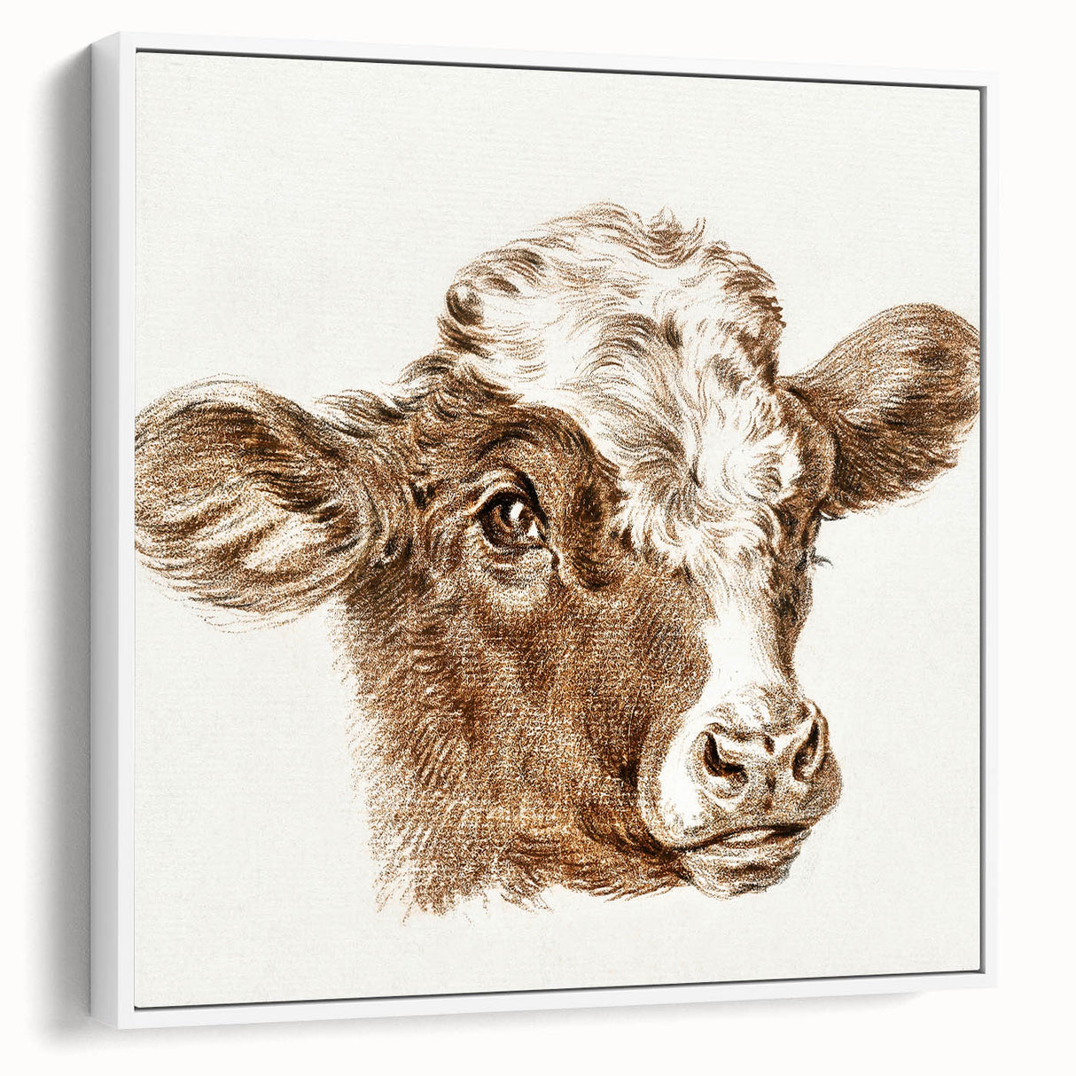 Romanticism Art: Head of a Cow - Historical Animal Sketch Canvas Print