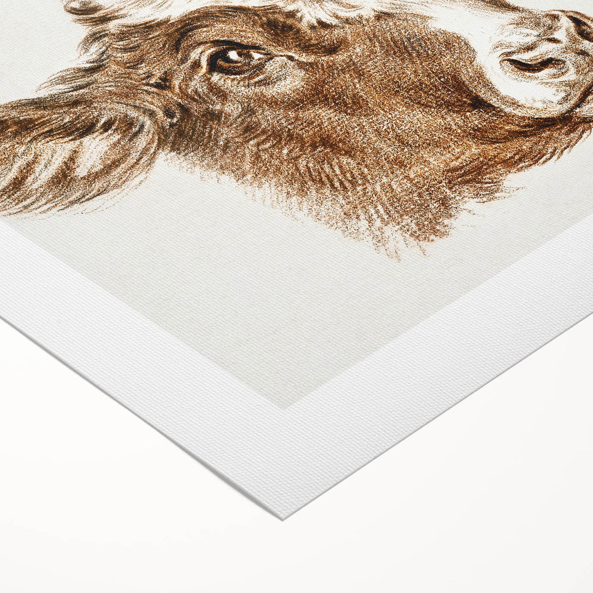 Romanticism Art: Head of a Cow - Historical Animal Sketch Canvas Print