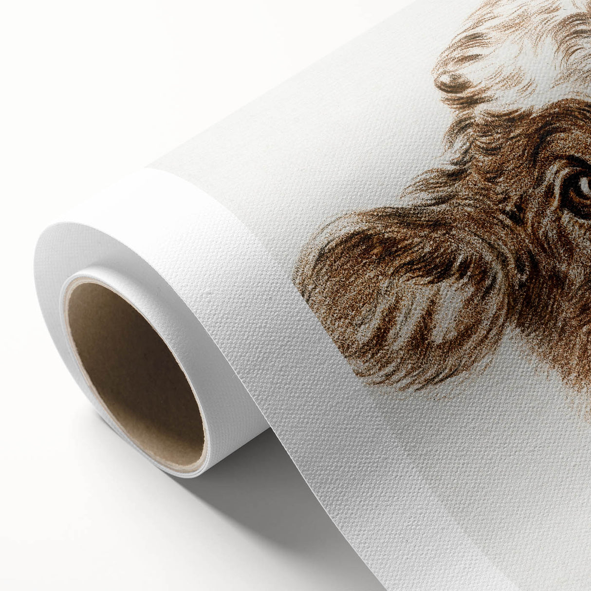 Romanticism Art: Head of a Cow - Historical Animal Sketch Canvas Print