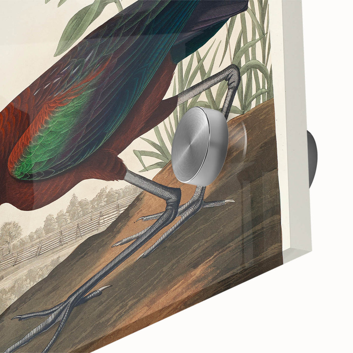 Glossy Ibis Romantic Art - Birds of America Canvas by Audubon