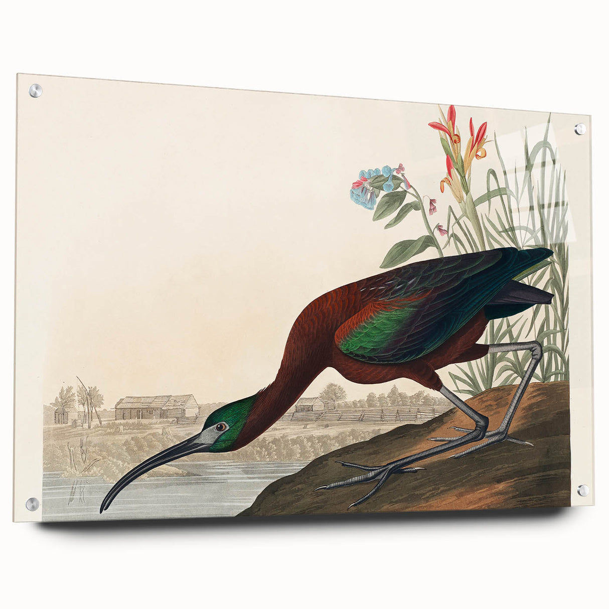 Glossy Ibis Romantic Art - Birds of America Canvas by Audubon