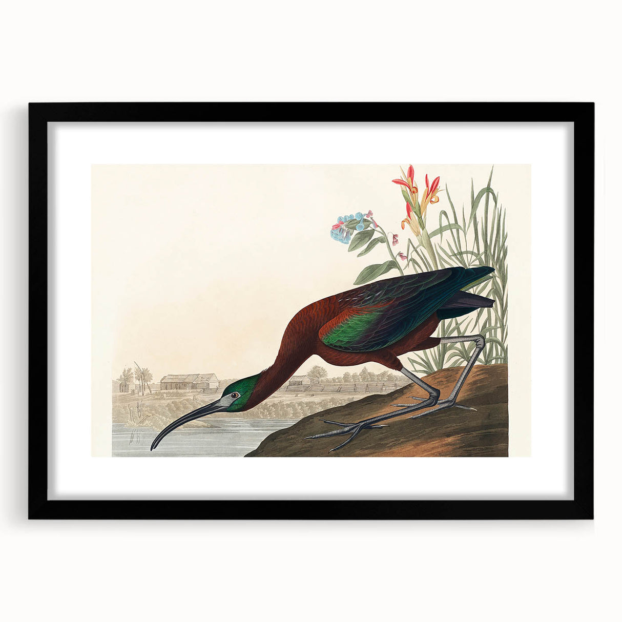 Glossy Ibis Romantic Art - Birds of America Canvas by Audubon