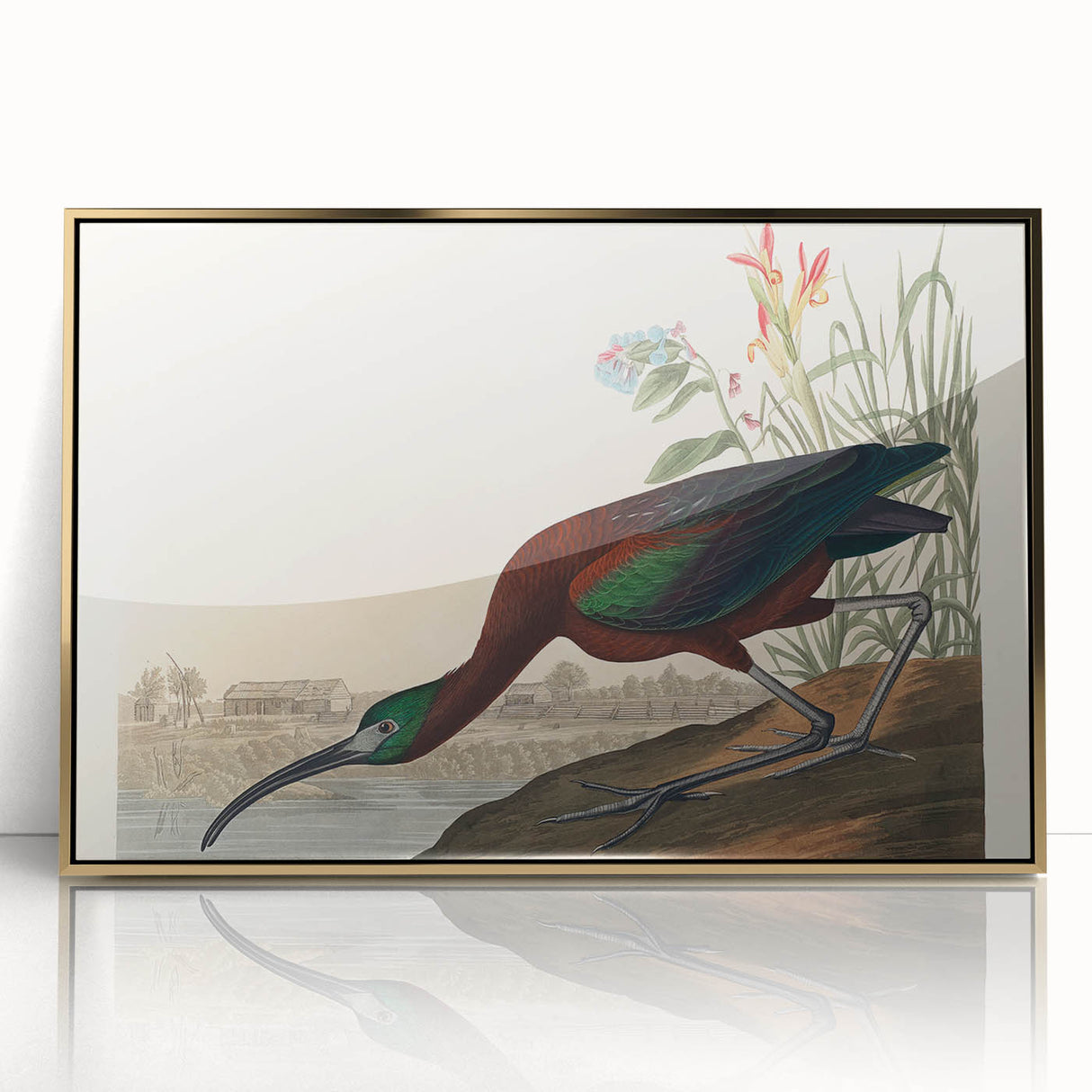 Glossy Ibis Romantic Art - Birds of America Canvas by Audubon