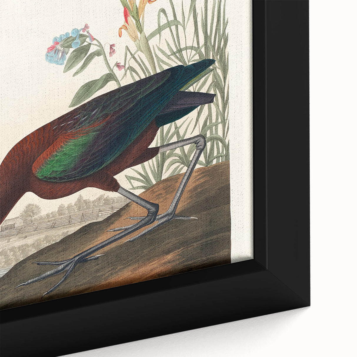 Glossy Ibis Romantic Art - Birds of America Canvas by Audubon