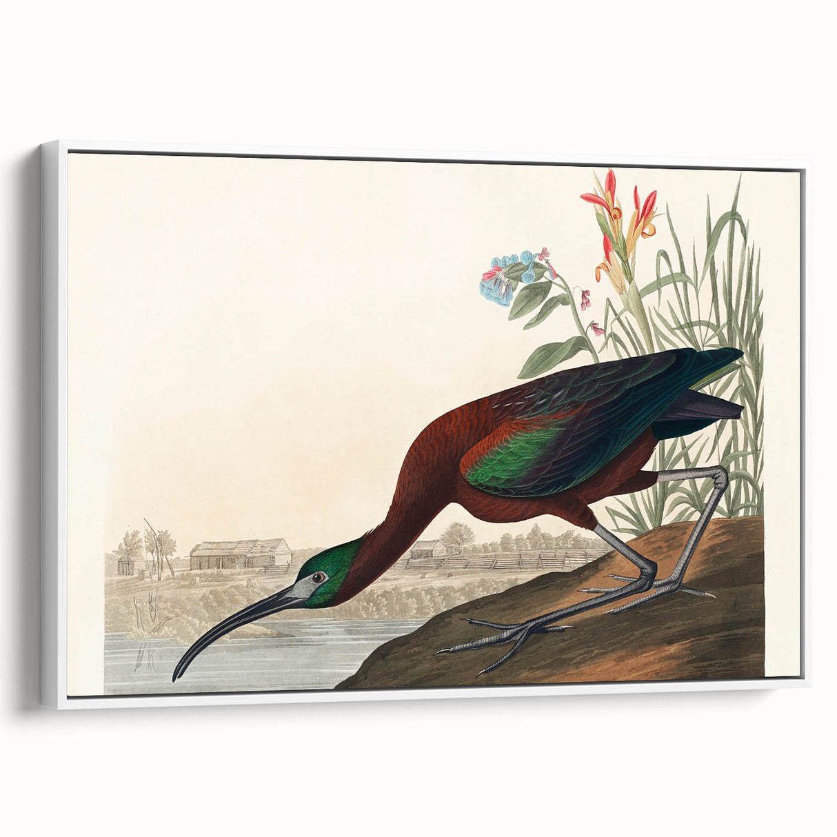 Glossy Ibis Romantic Art - Birds of America Canvas by Audubon