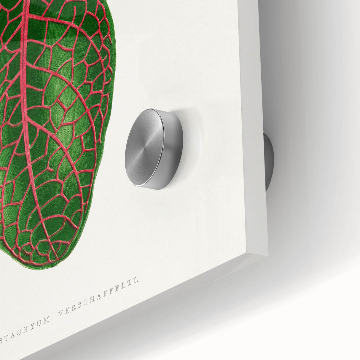 Romantic Art Print: Green Nerve Plant Leaf - Botanical Masterpiece