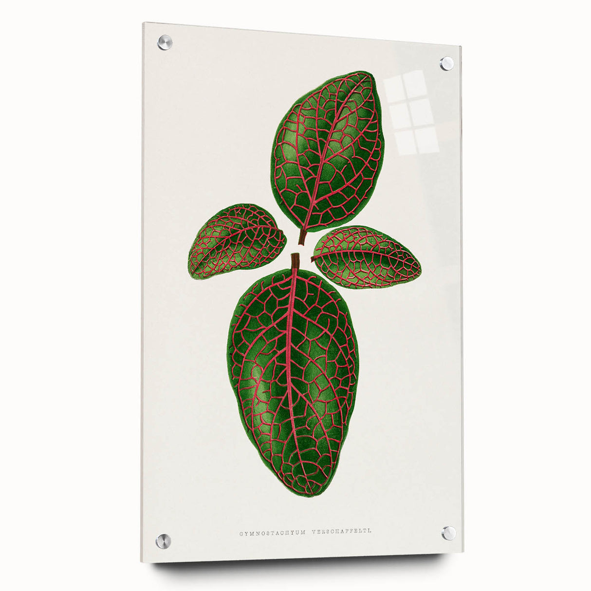 Romantic Art Print: Green Nerve Plant Leaf - Botanical Masterpiece