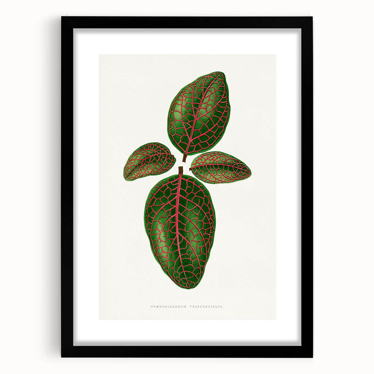 Romantic Art Print: Green Nerve Plant Leaf - Botanical Masterpiece