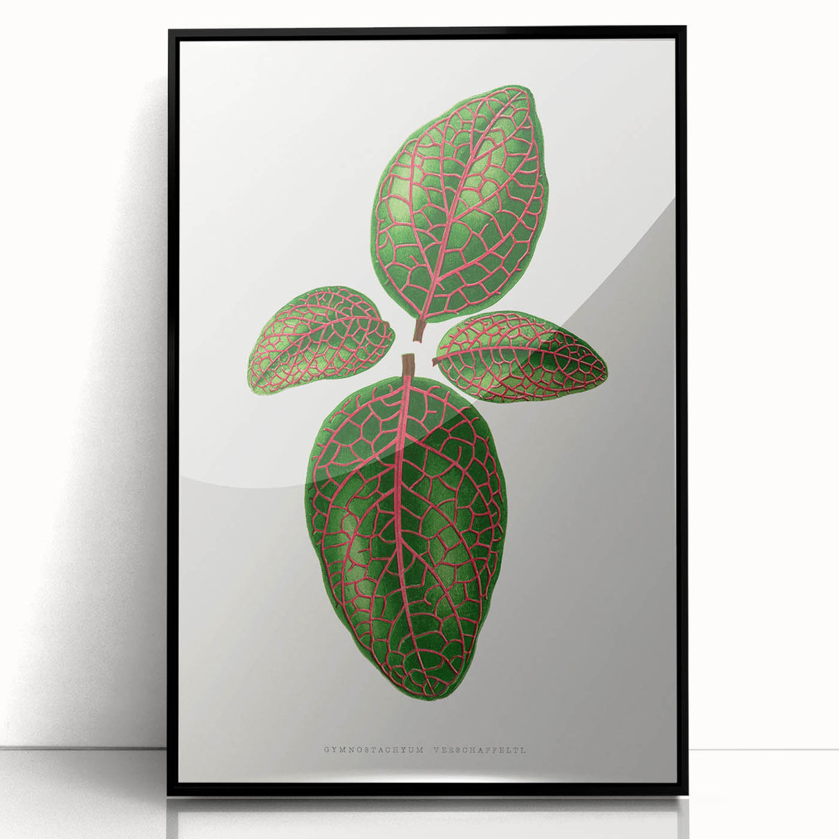 Romantic Art Print: Green Nerve Plant Leaf - Botanical Masterpiece