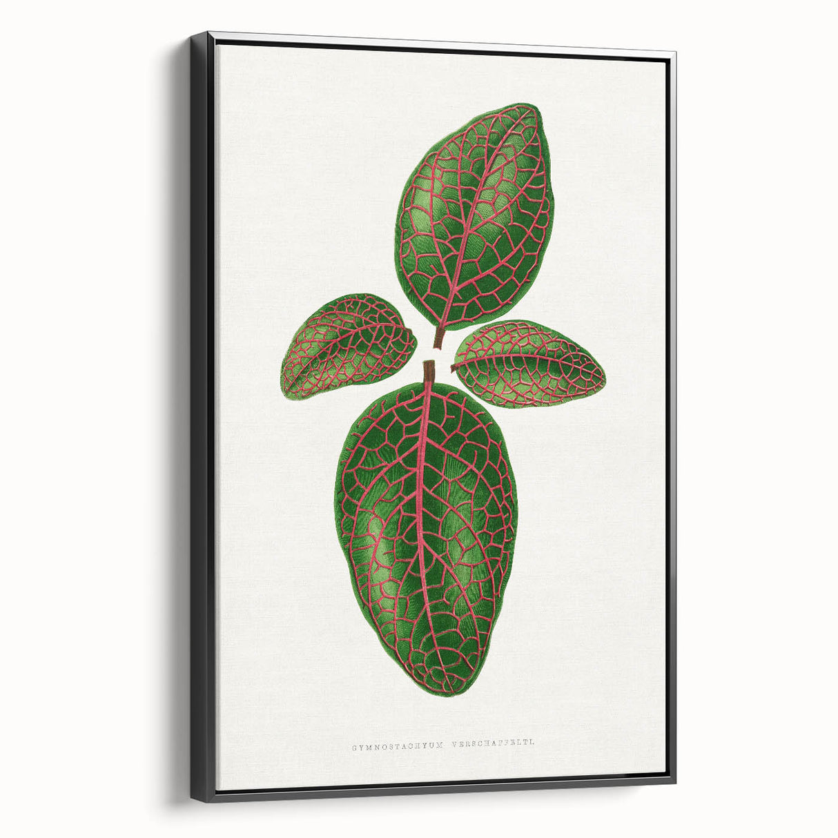 Romantic Art Print: Green Nerve Plant Leaf - Botanical Masterpiece