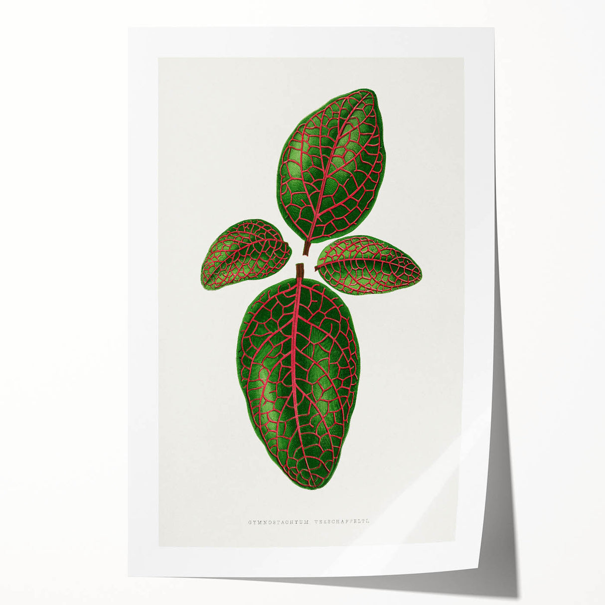 Romantic Art Print: Green Nerve Plant Leaf - Botanical Masterpiece