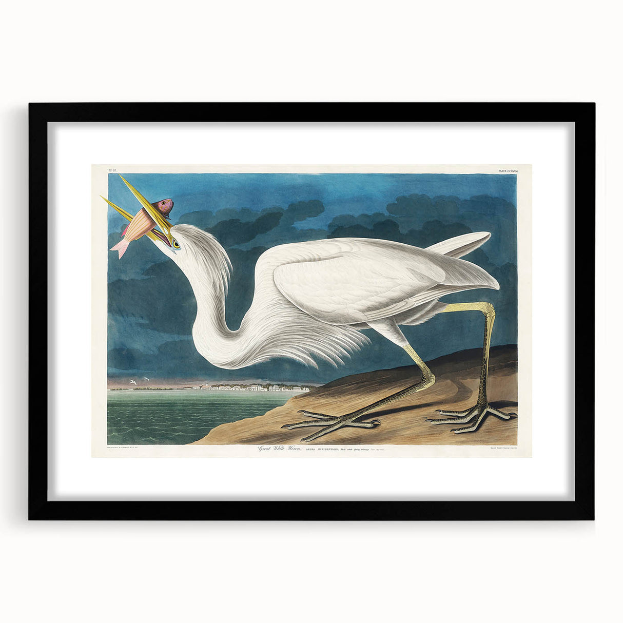 Great White Heron - Romantic Wildlife Art Canvas by Audubon