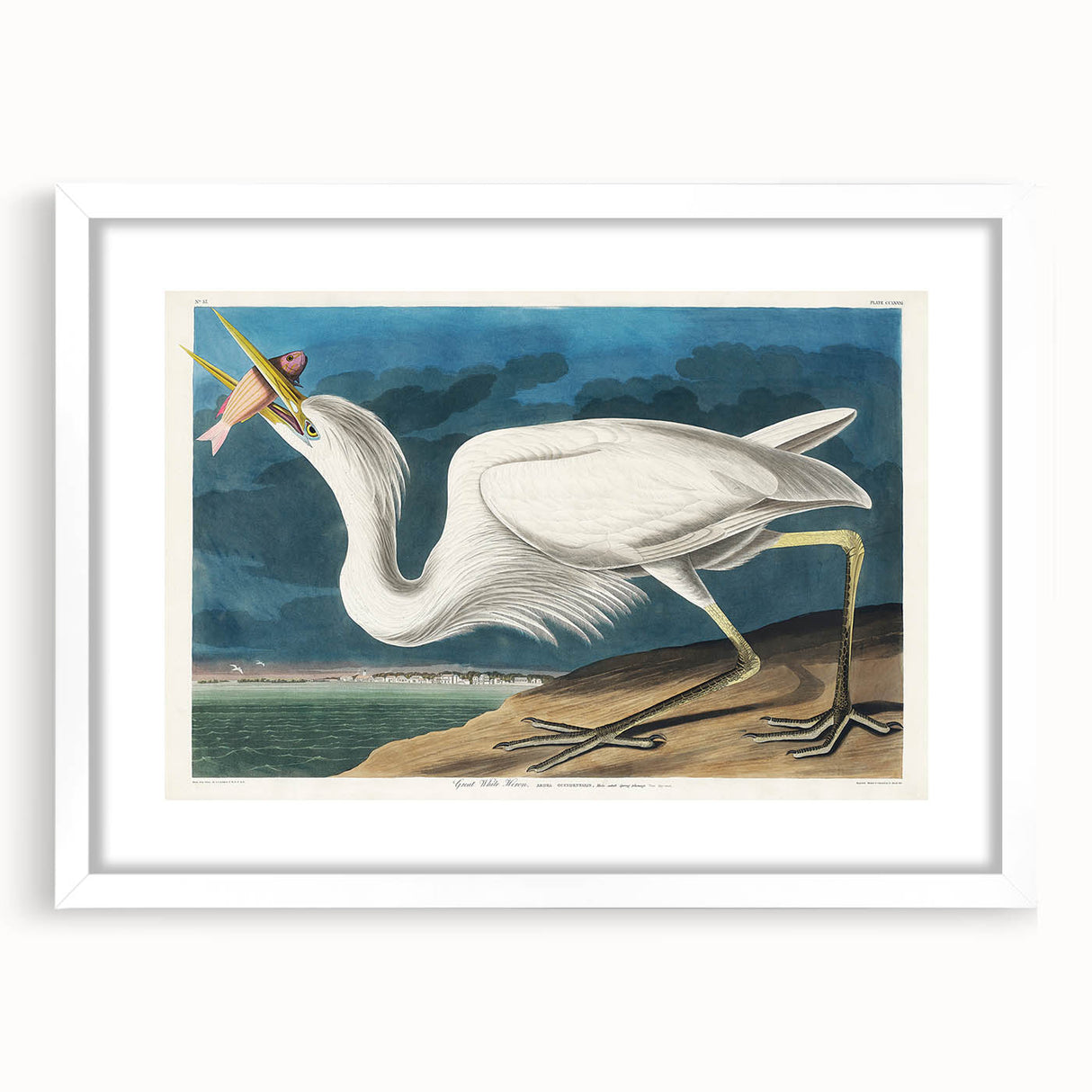Great White Heron - Romantic Wildlife Art Canvas by Audubon