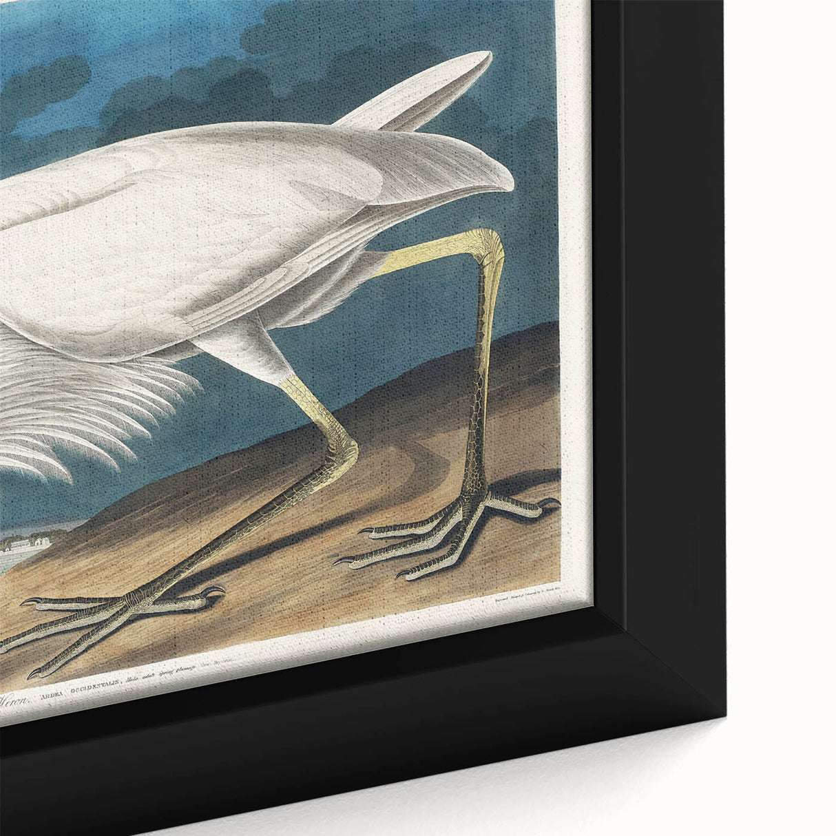 Great White Heron - Romantic Wildlife Art Canvas by Audubon