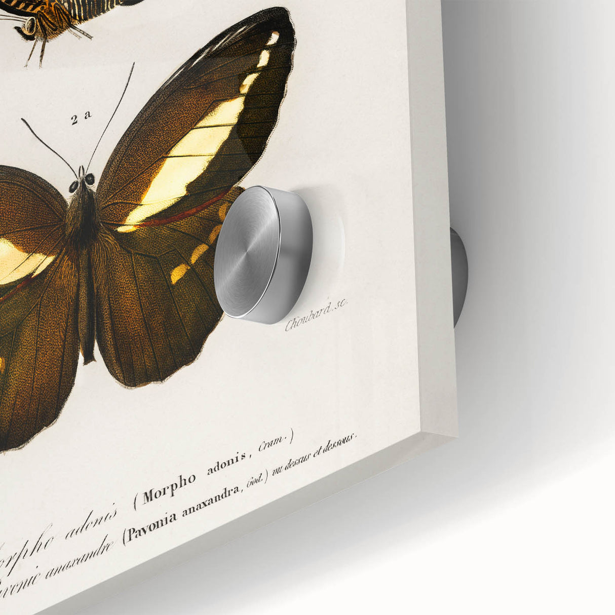 Romanticism Art: Butterfly Illustrations on Historical Canvas Print