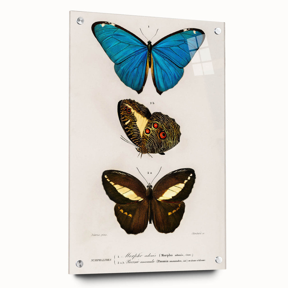 Romanticism Art: Butterfly Illustrations on Historical Canvas Print