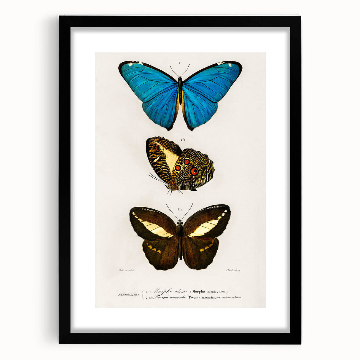 Romanticism Art: Butterfly Illustrations on Historical Canvas Print