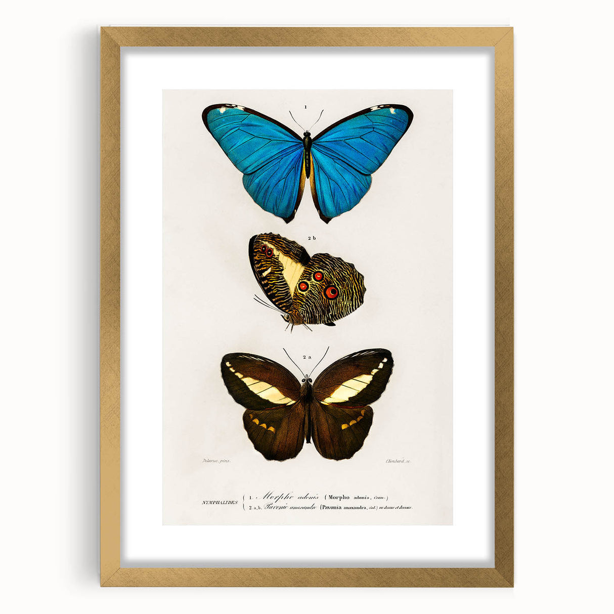 Romanticism Art: Butterfly Illustrations on Historical Canvas Print