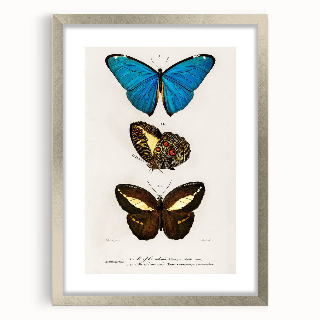Romanticism Art: Butterfly Illustrations on Historical Canvas Print