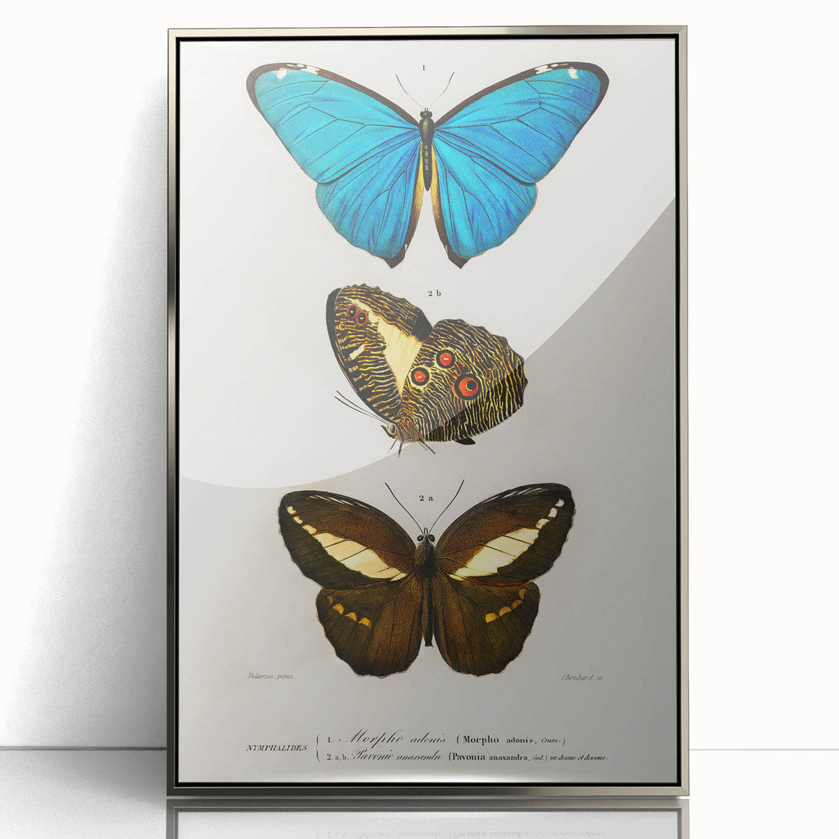 Romanticism Art: Butterfly Illustrations on Historical Canvas Print