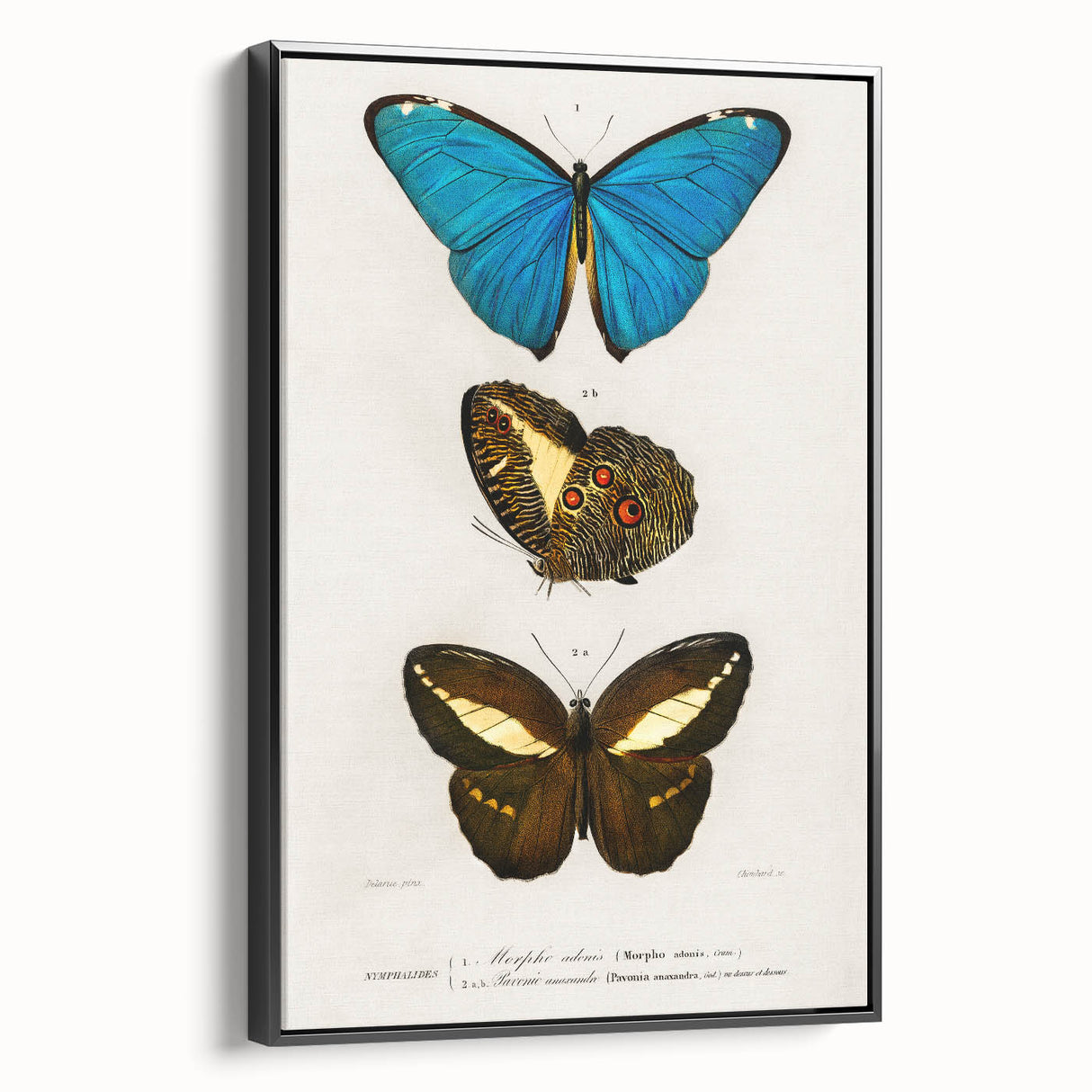 Romanticism Art: Butterfly Illustrations on Historical Canvas Print
