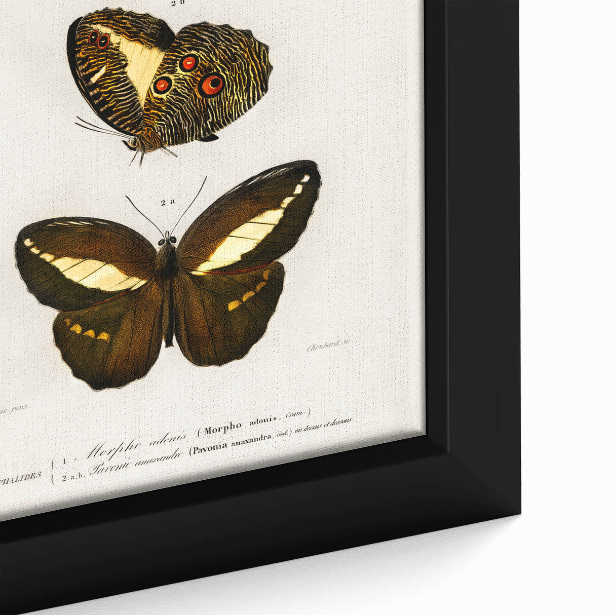 Romanticism Art: Butterfly Illustrations on Historical Canvas Print