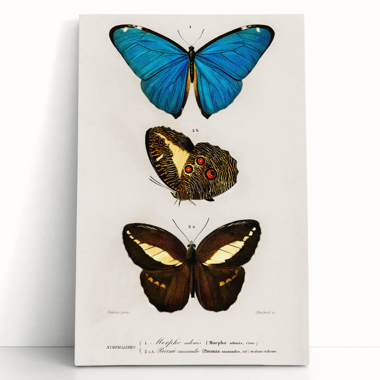 Romanticism Art: Butterfly Illustrations on Historical Canvas Print