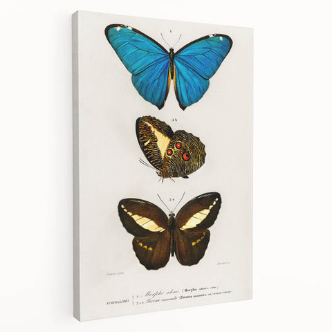 Romanticism Art: Butterfly Illustrations on Historical Canvas Print